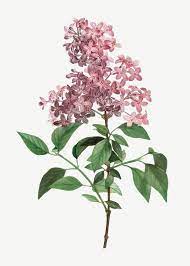 Download Chinese Lilac For Free In 2020 Lilac Nature Posters Botanical Artwork