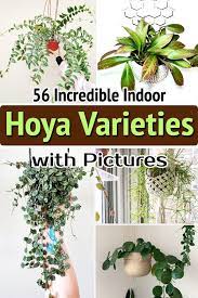 56 Incredible Indoor Hoya Varieties With Pictures In 2021 Hoya Plants House Plant Pots House Plant Care