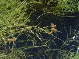 Image result for Stuckenia