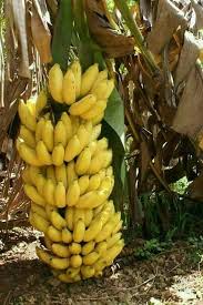 Pin On Fruits Frutas