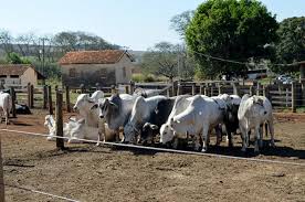 ,confinamento de gado angus,confinamento bovinos de corte,confinamento de gado pequena propriedade. Confinamento Tem Nova Tecnologia Que Pode Melhorar Engorda Nordeste Rural