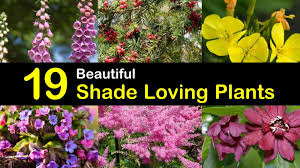 Each plant contains two links providing growing information, watering needs, flower color, and when it blooms. 19 Beautiful Shade Loving Plants