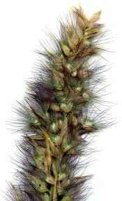 Image result for Enneapogon