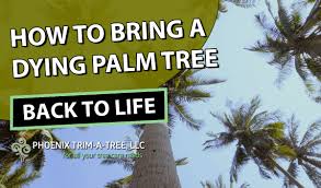 How To Bring A Dying Palm Tree Back To Life Phoenix Trim A Tree