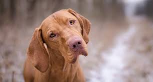 We breed our vizslas for temperament which allows our dogs to excel at many different endeavors. Vizslas Everything You Need To Know About The Dog Breed