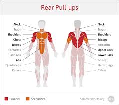 Human muscle system, the muscles of the human body that work the skeletal system, that are under voluntary control, and that are concerned with movement, posture, and balance. What Muscles Do Rear Pull Ups Work Home Workouts