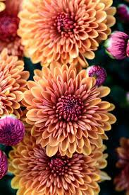27 Fall Plants For Brilliant Seasonal Color Fall Flowers Fall Plants Fall Blooming Flowers