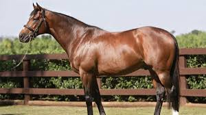 Il y a plus de 500 races de chevaux dans le monde, de la plus connue à la moins connue, chacune à ses caractéristiques propres. Galileo Le Cheval Qui Vaut Plus Que Cristiano Et Messi Ensemble Nouvelles Du Monde