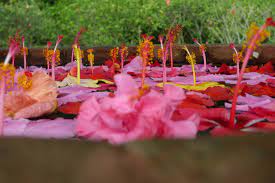 Gumamela Flowers From Mayumi S Well At Lola S Garden Eden Garden Nature Park Davao Gumamela Flowers Garden Of Eden
