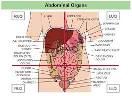 Another simpler way to divide the abdominopelvic cavity is in four quadrants. Organs In The Quadrants Nurse Nursing School Tips Nursing Study