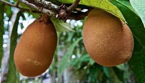 La fruta se come fresca, directamente entera o partida y rociada con algo de azúcar para morigerar su aroma a resina. Las 23 Frutas Exoticas Que Si O Si Debes Probar En Santa Cruz Eju Tv