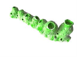 Image result for Tunicate green