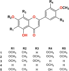 Image result for Psiadia punctulata