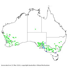 Image result for Pentameris