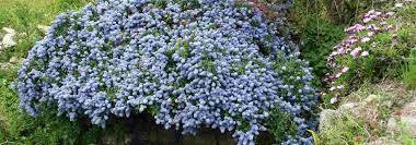 Pour créer des haies fleuries sans entretien ou tout simplement profiter d'un jardin sans entretien, découvrez. 7 Arbustes Couvre Sol Persistants Et Sans Entretien Promesse De Fleurs