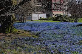 Maybe you would like to learn more about one of these? Spring Flowers Landscape Park Blue Blue Lawn Beauty Blue Flower Small Flowers Pikist