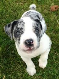 Blue merle confident strong will power. Alapaha Blue Blood Bulldog