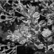 Mouse ear of pecan lenny wells pecan horticulturist introduction mouse ear of pecan is a growth abnormality resulting from a deﬁciency of nickel in the pecan tree. Pdf Effect Of Nickel Applications For The Control Of Mouse Ear Disorder On River Birch 1
