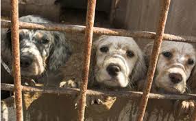 Check spelling or type a new query. New Jersey Law Would Be A Huge Blow To Puppy Mills