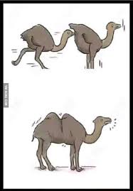 When this tissue is metabolized, it yields more than one gram of. How Camel Is Made 9gag