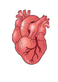 Extend two curved lines upwards from the irregular shape. Easy Drawing Guides On Twitter Learn To Draw A Great Looking Human Heart Drawing Has Never Been This Easy Https T Co Cuqcn2nvdk Humanheart Easydrawing Drawingtutorial Https T Co Vyeqjfb11w