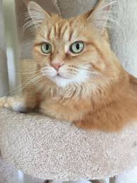 Famotidine should also be used with caution in pets. So I Was Told To Give My Hyperthyroidism And Early Stage Kidney Failure Cat 1 4 Tab Of Famotidine I Gave My Cat 1 4 Of 20mg Tab Of Petcoach