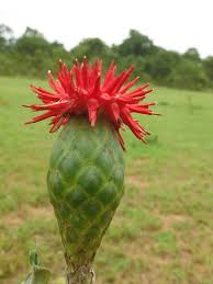 Image result for Pleiotaxis