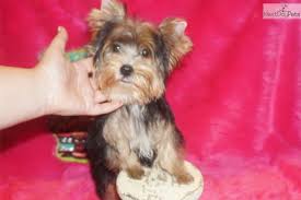 Partnered with its nearby neighbor, fort worth joins dallas to form a major texas. Charlie Chaplin Yorkshire Terrier Yorkie Puppy For Sale Near Dallas Fort Worth Texas 772d78bc 9ad1 Cute Puppy Breeds Yorkshire Terrier Puppies Yorkie