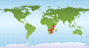 The plains zebra is found across east and southern africa savannahs but continued population decline threatens its survival. Jungle Maps Map Of Africa Where Zebras Live