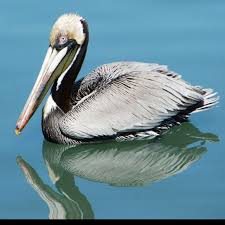 Galveston Pelican Birds Pelican Animals