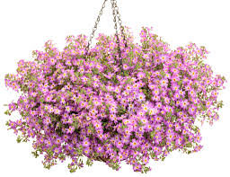 Image result for Jamesbrittenia