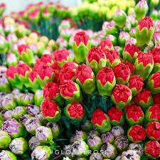 Carnations Carnations Flowers Rose