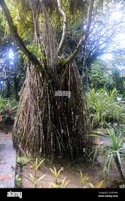 Image result for Pandanus candelabrum