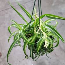 Image result for Chlorophytum