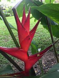 Heliconia Sp Heliconias Flores Tropicales Tropical