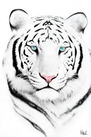 White Tiger Blue Dragon Fight Tattoo Designs For Tattoos White Tiger Tattoo Animals Tiger Face