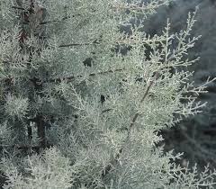 Image result for Cupressus arizonica