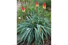 Image result for Kniphofia dubia