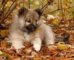 Review how much icelandic sheepdog puppies for sale sell for below. Nylendu Icelandic Sheepdogs Looking For A Puppy