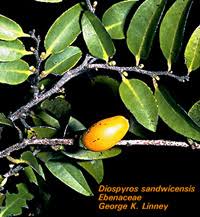 Image result for Diospyros squarrosa
