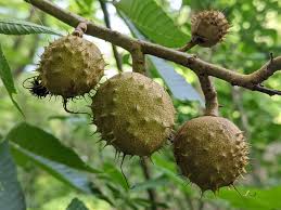 Image result for Sapindaceae