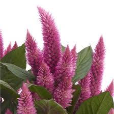 Image result for Celosia pandurata