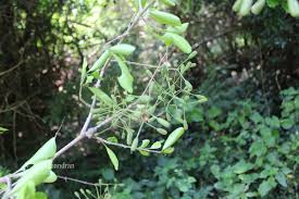 Image result for Pisonia aculeata