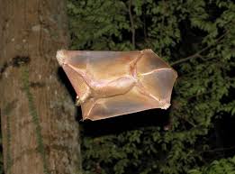 Colugos are arboreal gliding mammals that are native to southeast asia. Colugo Flying Lemur The Most Accomplished And Cutest Mammalian Glider