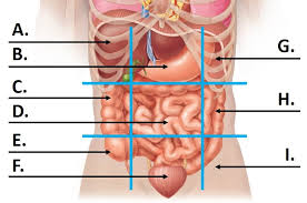 Imagine a person standing in an upright position. 1 1 5 Body Cavities And Membranes Nine Quadrants Diagram Quizlet