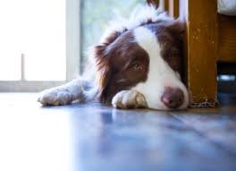 *an analysis of 2.2 million dogs and 460,000 cats concluded that neutered male dogs lived 18% longer and spayed female dogs lived 23% longer. How Do You Know When To Put A Pet Down Petmd