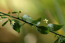 Image result for Osyridicarpos