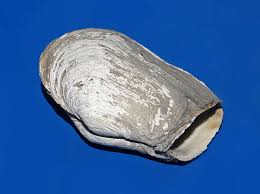 Mya yeminli mali müşavirlik ltd. Mya Truncata Wikipedia