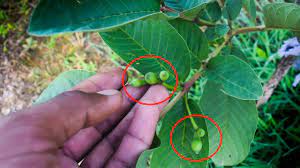 It will delight you with its sweetly scented flowers, delicious fruits, and beautiful tropical appearance. Guava Tree Flower Guava Tree Growing 10 Minute Videos Youtube