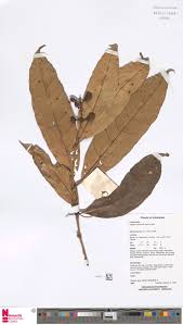 Image result for Orthopichonia barteri